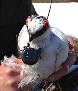 A rock ptarmigan with a radio collar