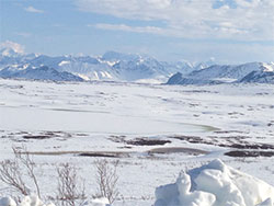 Rock ptarmigan habitat along the east Denali Highway in Interior Alaska Lingering snow shown in this photo taken May 31 2013 hampered trapping and collaring efforts