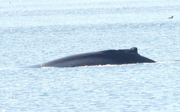 The leftside dorsal fin of the freed whale This photo may be helpful to identify this whale in the future Credit Alaska Department of Fish and GameJamie Musbach NOAA Fisheries Permit  24359