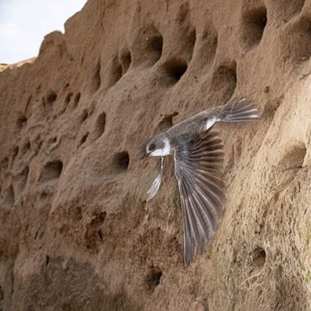 A Bank Swallow flies from a burrow photo by Sherri and Brock Fenton used with permission