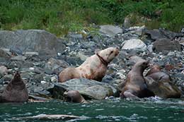 Sea lion H80 at Benjamin island with his neck entanglement shortly before the capture