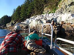 ADFampG veterinarian Kimberlee Beckmen prepares to dart H80