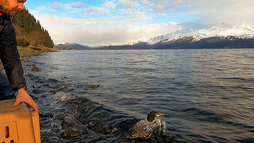 The loon is released in Resurrection Bay near Seward