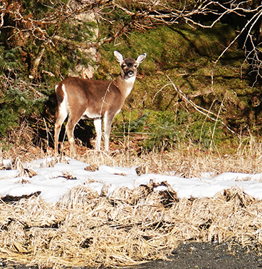 A Sitka blacktailed deer photographed during a beach survey in February 2025 Steve BethuneADFampG