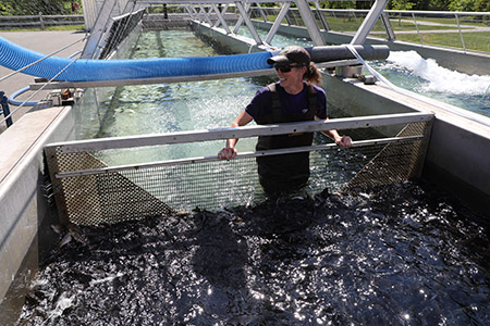 Summer WoodsTunney Fish Culturist I crowding rainbow trout in the outdoor stocking raceways