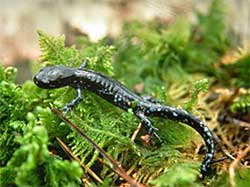 Bluespotted salamander photo not taken in Alaska