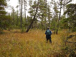 A deer hunter surveys a muskeg meadow on Admiralty Island Riley Woodford photo