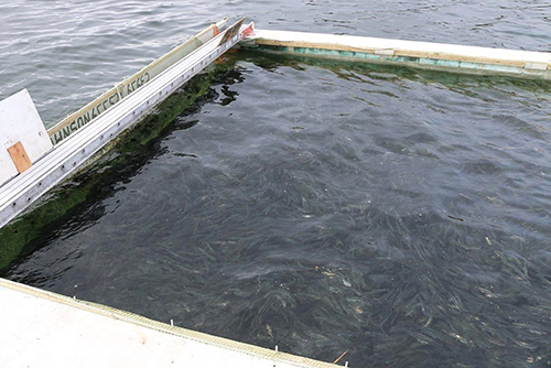 Herring in a pound Photo by Bo Meredith