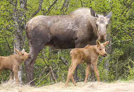 A moose can raise its hackles if it feels threatened the longer hairs on the shoulder hump This can be a warning to stay away Photo by Mark Emery