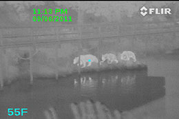 An image of a sow and two cubs under a boardwalk taken in the dark with a thermal night vision camera known as a Forward Looking Infrared FLIR device