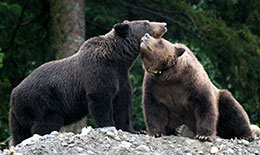 Hatchery managers are guessing that the use of tasers for hazing prevented the loss of nine bears in 2012 bears that otherwise would likely have been shot in Defense of Life and Property