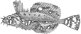 A silverspotted sculpin illustration by author Catie Bursch It39s one of a dozen featured in a new sculpin guide available online