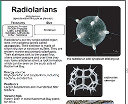 A sample page from the plankton guide