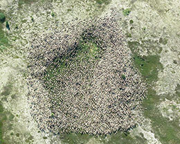 A large group of caribou photographed by Colleen Bue from almost directly above Images such as this although much larger and higher resolution are used to count caribou in these large aggregations