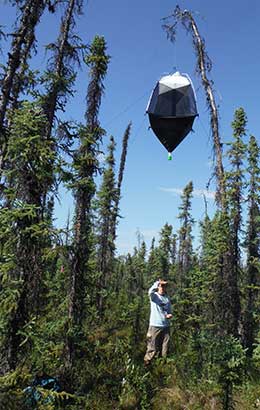 An insect trap Flycatcher researchers are looking closely at the diet of these birds and learning some surprising things about these insects