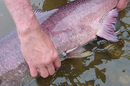 A salmon39s axillary process a spearlike protrusion above the pelvic fin