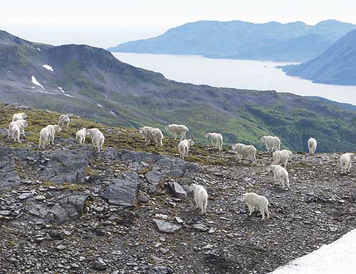 Kodiak Island mountain goats In the summer of 2013 15 mountain goats were equipped with GPS and VHF radio collars to help biologists learn more about these animals Photo by McCrea Cobb