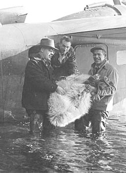 A mountain goat captured on the Kenai Peninsula is relocated to Kodiak Island in 1952 or 1953
