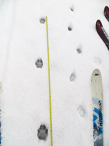 The difference between an average wolf track and an 80 lb lab tracks Also notice how long the stride of the long legged wolf is compared to the Labrador Mike Taras photo