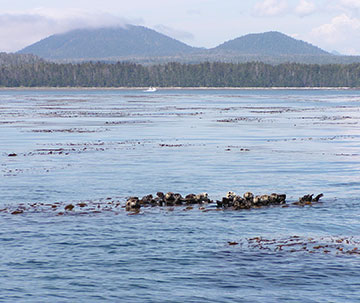 A raft of sea otters near a kelp bed