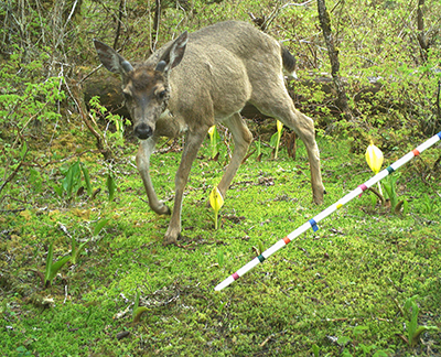 At one of the camera sites set on Douglas Island to monitor Sitka blacktailed deer a button buck triggers the motion sensor in June 2021 copyADFampG