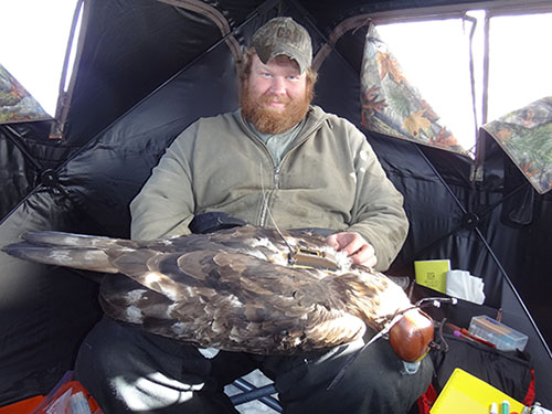Chris Barger processes an eagle and equips it with a transmitter Travis Booms noted that the eagle looks quite relaxed almost as if itrsquos sleeping  quotOnce we put a hood on an eagle they often went limp  a common reaction in raptors once you cover their eyes  This is  a trick from falconry that raptor biologists use to reduce stress on captured raptors while we are processing themquot