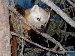 Marten are the most soughtafter furbearer in Alaska Marten traps are typically set off the ground and are  not encountered by pets