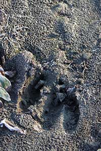 Moose tracks