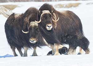 All muskox hunts are draw hunts about 100 muskox were harvested in Alaska last year