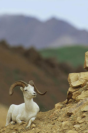Dall sheep are popular with nonresident hunters about 650 sheep were harvested in Alaska in 2012 Photo by Jeff Mondragon