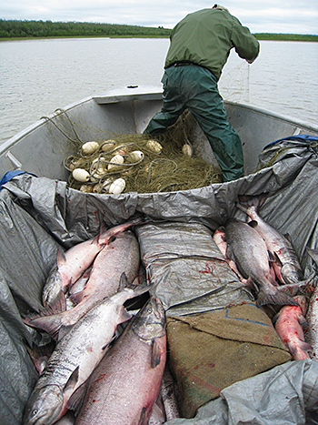 Salmon fishing near Bethel