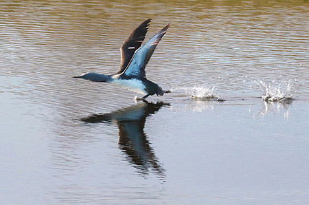 A redthroated loon runs across the water in characteristic loon takeoff fashion Loons are strong flyers once they get airborne They are incredibly maneuverable swimmers underwater Photo by Arin Underwood