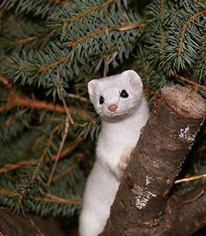 An ermine in winter pelage Photo by Tim McLeod used with permission