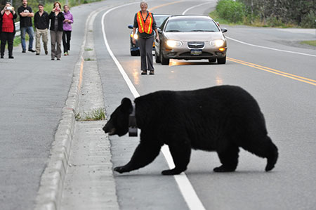 Volunteer Jos Bakker assists Bear 103 across Spur Road This is the only road accessing the Mendenhall Glacier and in the summer of 2013 about 14000 vehicles passed this spot each week Changes are in store for the area to improve wildlife viewing and keep bears safe Laurie Craig photo