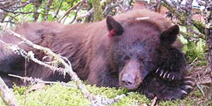 Bear 25 has lived near the glacier for many years and is comfortable around people