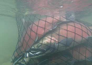 After coho are seined they are examined a scale is taken and they are released to the river to spawn Scott Forbes photo