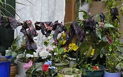 Airdrying caribou meat