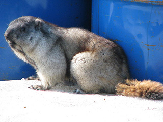 An Alaska marmot close cousin to the groundhog also known as woodchuck Groundhogs hoary marmots and Alaska marmots are very large ground squirrels Photo by Jim Dau