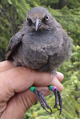 One remarkable thing about rusty blackbirds is how fast they grow from hatching to fledging in two weeks