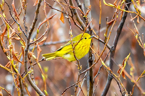 Yellow warbler photo by Jim Dau