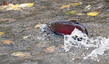 A salmon in Chester Creek Salmon use a combination of talents to home in on their natal stream