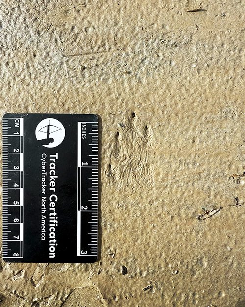 MYSTERY TRACKS The track in question Clues include the four claw marks and what could be sign of hair on the footpad Read on to learn the answer