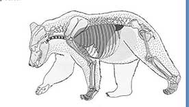 Although the idea of taking a head shot can be appealing the heartlung vital area is much larger and offers a much better chance for an effective killing shot