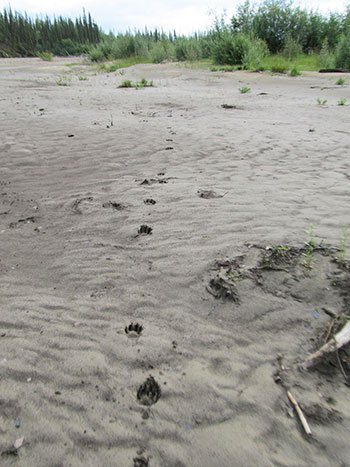 Here is a wolf trail where the wolf is in a gallop Mike Taras photo