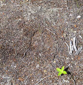 Here is a good picture of a moose track on some hard ground It is not super obvious but once you find it you can see the distinct shape of the hoovesThe track is in the center of the frame