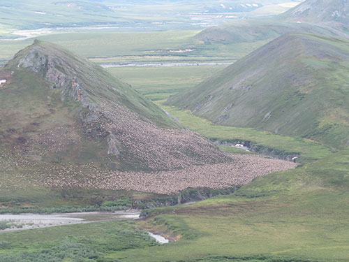A large group of North Slope caribou ADFampG photo