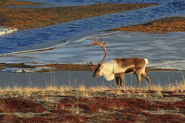 A North Slope caribou Photo by Jim Dau