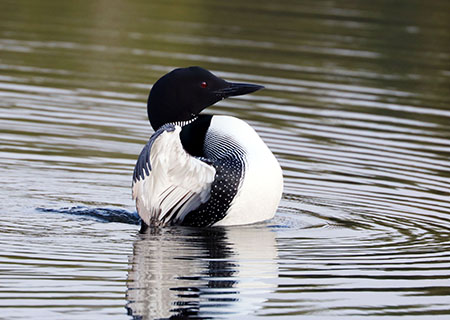 A common loon Photo by Marian Snively