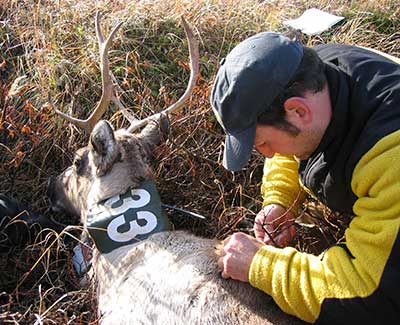 Wildlife biologist Lem Butler administers a reversal or antidote to a caribou before releasing it and leaving