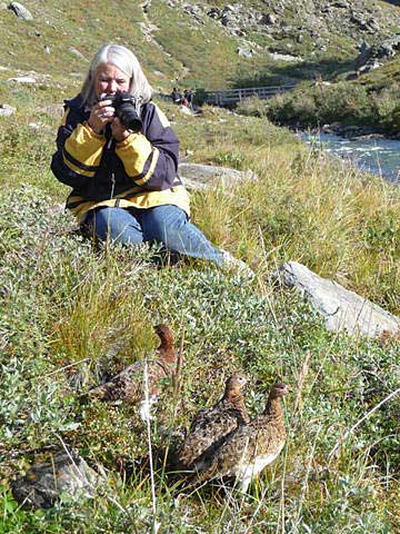 A photographer stalks ptarmigan in Denali